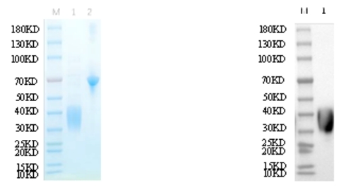 Reducing 12% SDS-PAGE and WB analysis profile of purified K166A+ I168A+K169A<br />1. K166A+ I168A+K169A<br />2. BSA